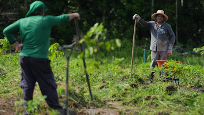 Workers take a break while maintaining a research field of cassava crops at the AgriZone near the COP30 U.N. Climate Summit, Tuesday, Nov. 18, 2025, in Belem, Brazil.