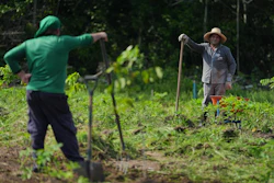 Workers take a break while maintaining a research field of cassava crops at the AgriZone near the COP30 U.N. Climate Summit, Tuesday, Nov. 18, 2025, in Belem, Brazil.