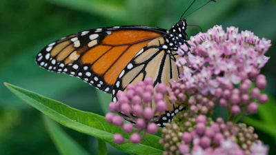 A monarch butterfly feeds on milkweed, July 15, 2025, in Chicago.