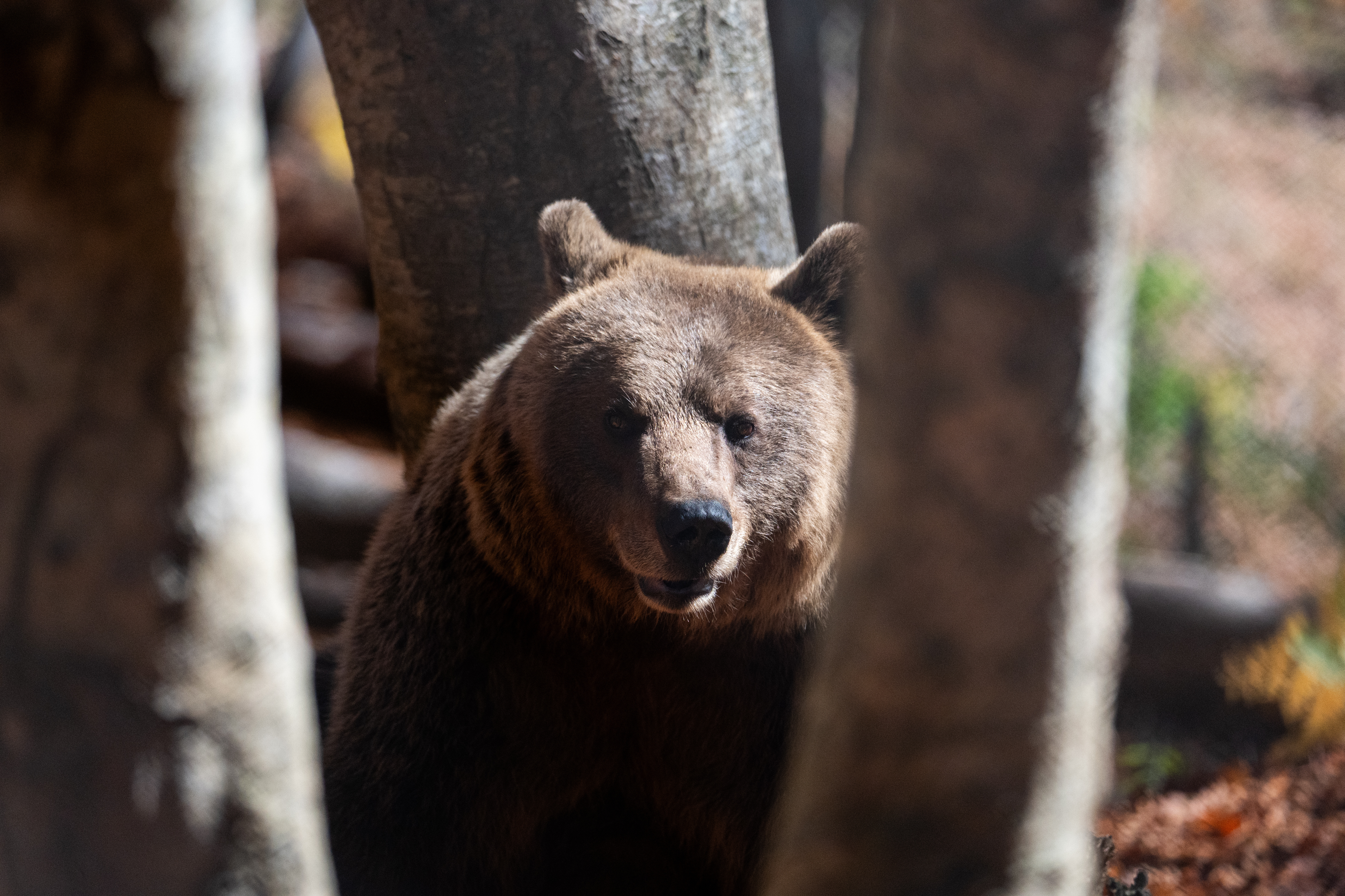 A brown bear peers through the trees inside the Arcturos bear sanctuary in Nymfaio, northern Greece, on Thursday, Oct. 30, 2025.