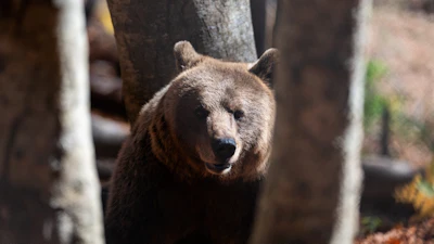A brown bear peers through the trees inside the Arcturos bear sanctuary in Nymfaio, northern Greece, on Thursday, Oct. 30, 2025.