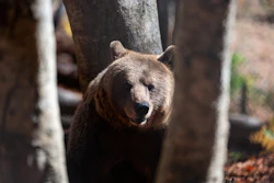 A brown bear peers through the trees inside the Arcturos bear sanctuary in Nymfaio, northern Greece, on Thursday, Oct. 30, 2025.