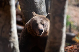 A brown bear peers through the trees inside the Arcturos bear sanctuary in Nymfaio, northern Greece, on Thursday, Oct. 30, 2025.