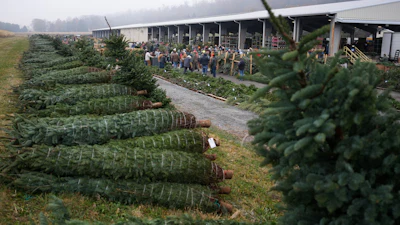 Buyers bid for holiday decorations at Buffalo Valley Produce Auction, Nov. 20, 2025, Mifflinburg, Pa.