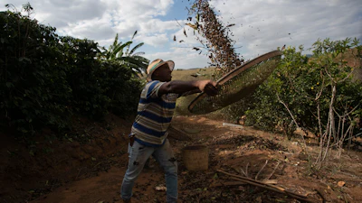 Coffee producer Jose Natal da Silva sifts coffee beans on his farm in Porciuncula, Rio de Janeiro state, Brazil, July 17, 2025.