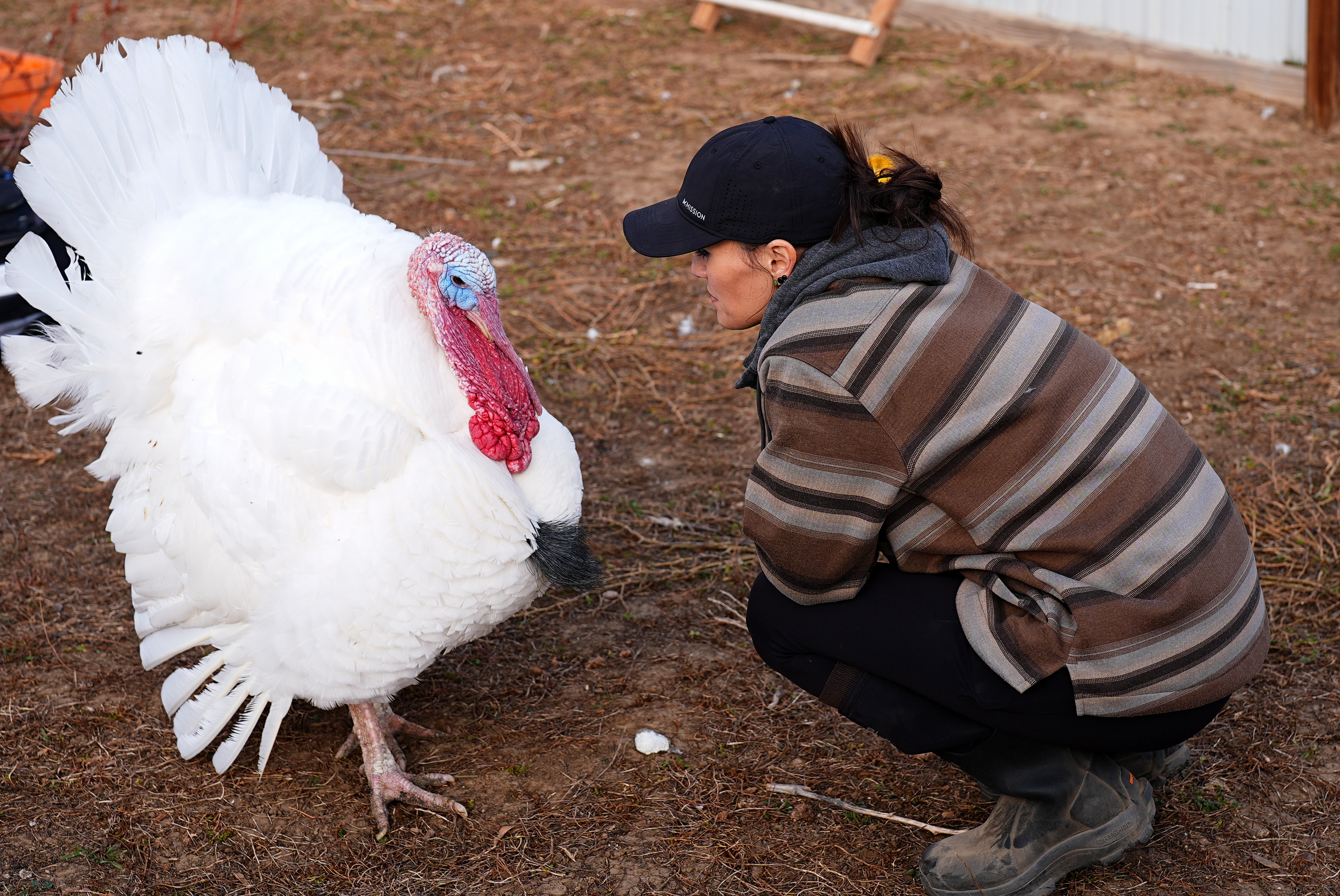 Kelly Nix, executive director of Luvin Arms Animal Sanctuary, confers with a pardoned tom turkey named Gus at the sanctuary in Erie, Colo., Nov. 21, 2025.
