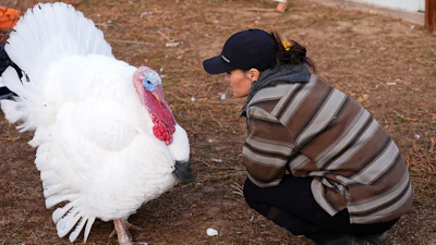 Kelly Nix, executive director of Luvin Arms Animal Sanctuary, confers with a pardoned tom turkey named Gus at the sanctuary in Erie, Colo., Nov. 21, 2025.