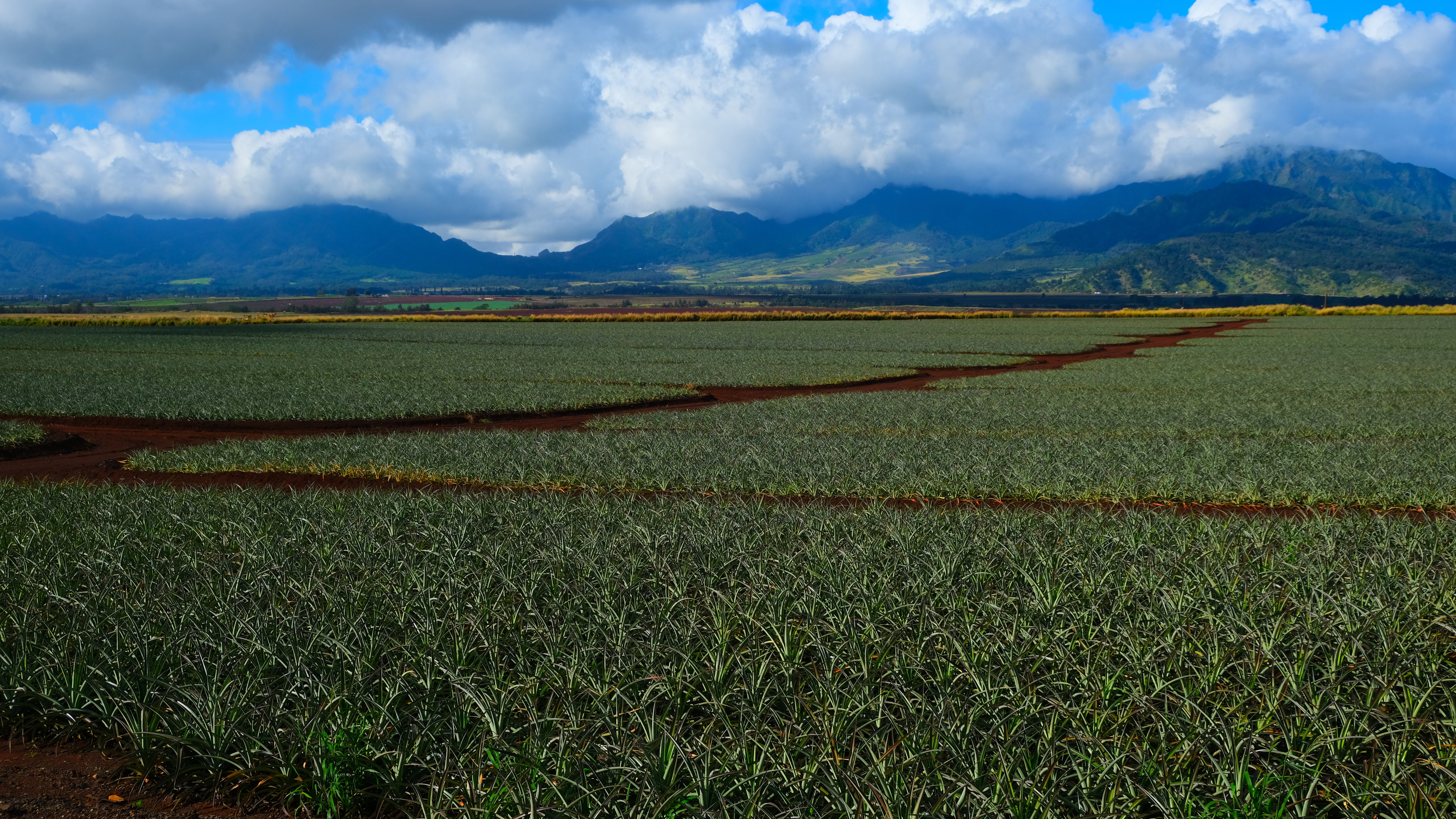 Pineapple fields in Wahiawa, Oahu, Hawaii.