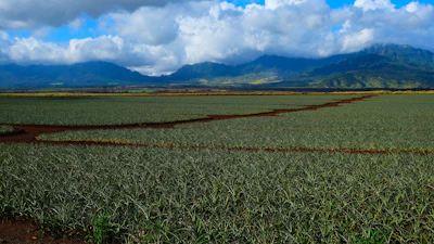 Pineapple fields in Wahiawa, Oahu, Hawaii.