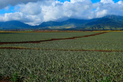 Pineapple fields in Wahiawa, Oahu, Hawaii.