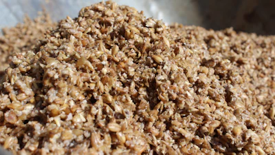 Wet spent malt grains, the leftover product produced during the beer brewing process.