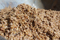 Wet spent malt grains, the leftover product produced during the beer brewing process.