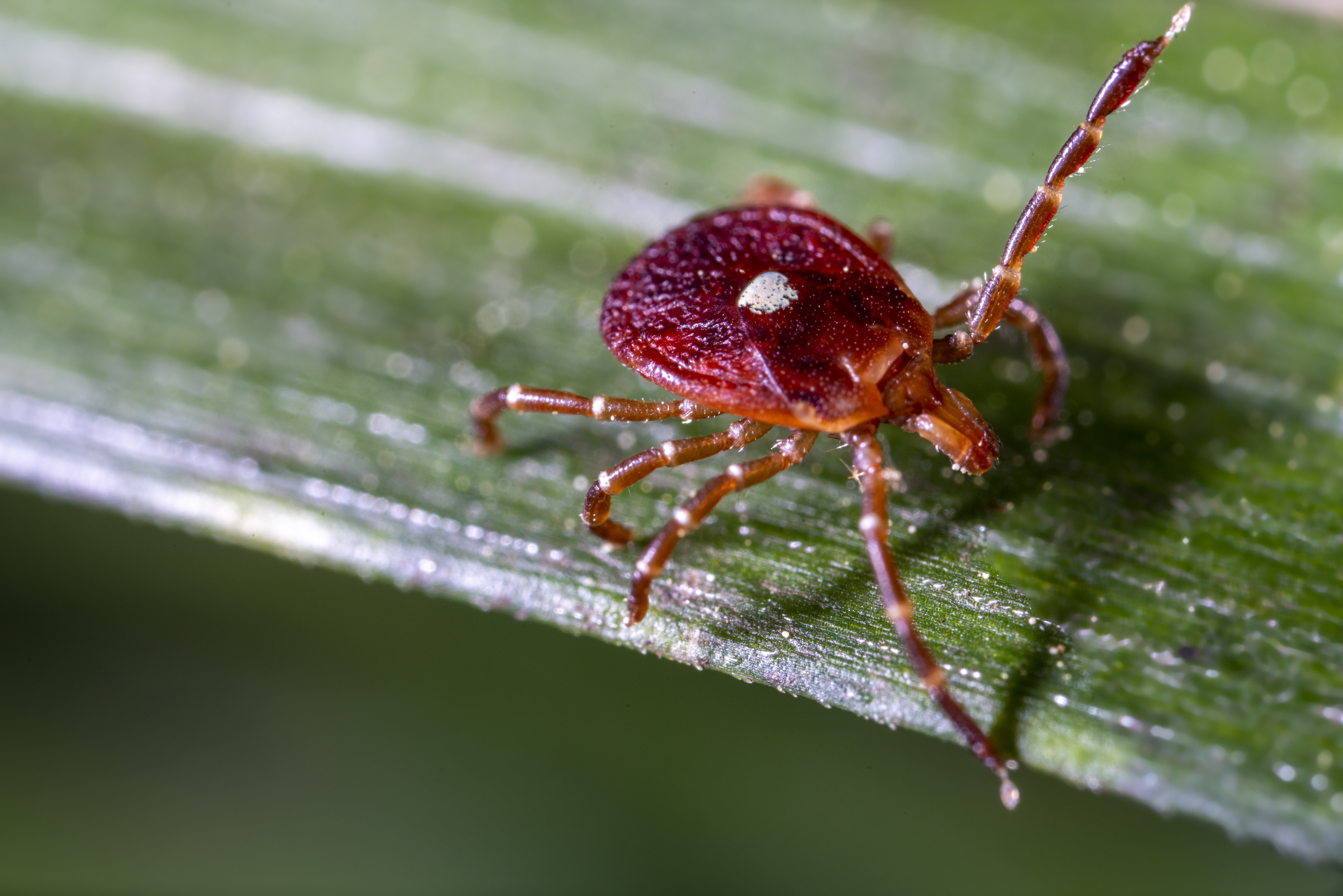 Close-up of a Lone Star tick.