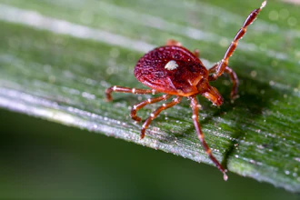 Close-up of a Lone Star tick.