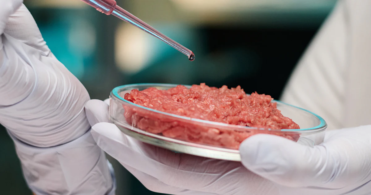 Cow Lab Opening the Door to Affordable Lab-Grown Beef, Cow Cells Defy Aging ...
