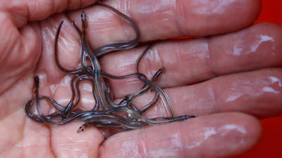 In this May 25, 2017 file photo, baby eels, also known as elvers, are held in Brewer, Maine.