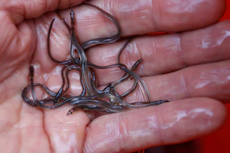 In this May 25, 2017 file photo, baby eels, also known as elvers, are held in Brewer, Maine.