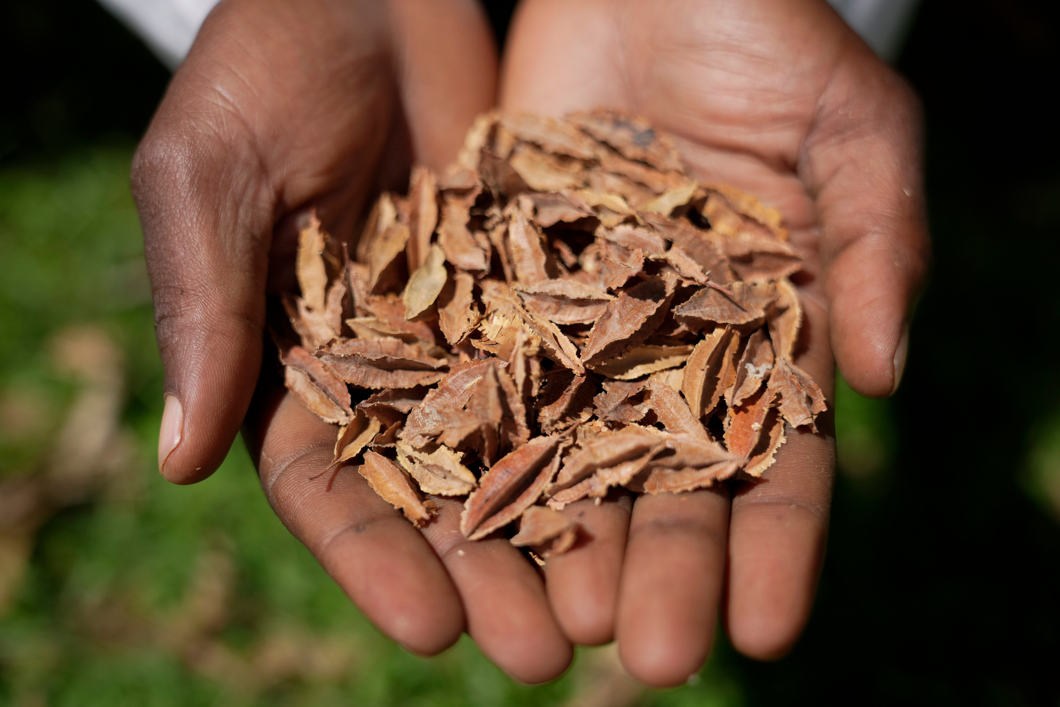 A lab technician holds indigenous seeds at the Genetic Resources Research Institute seed bank in Kiambu, Kenya, Nov. 14, 2024.