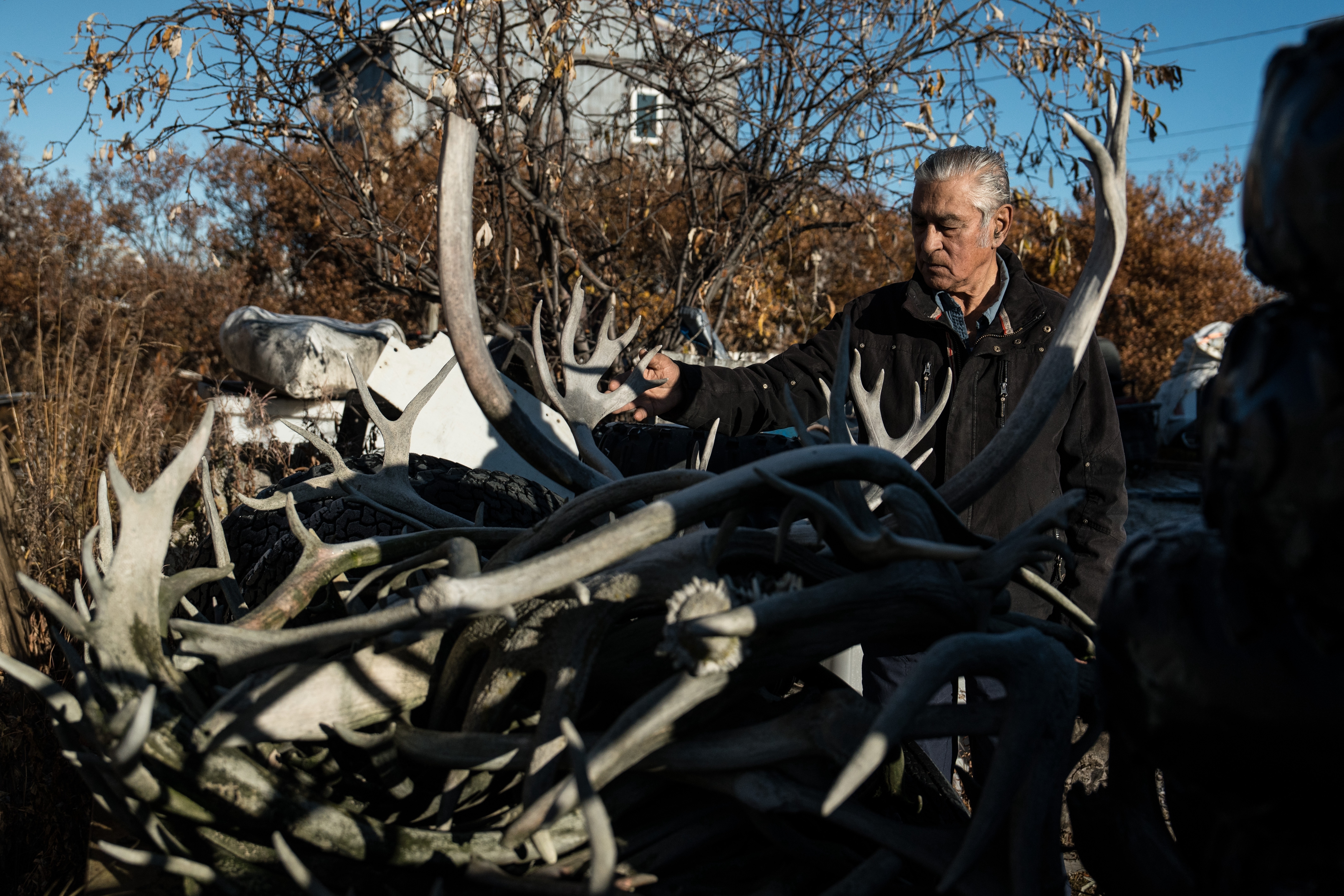Roswell Schaeffer, an Inupiaq hunter and fisher, looks over caribou antlers from past hunts at his home in Kotzebue, Alaska, Friday, Sept. 26, 2025.