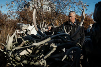 Roswell Schaeffer, an Inupiaq hunter and fisher, looks over caribou antlers from past hunts at his home in Kotzebue, Alaska, Friday, Sept. 26, 2025.