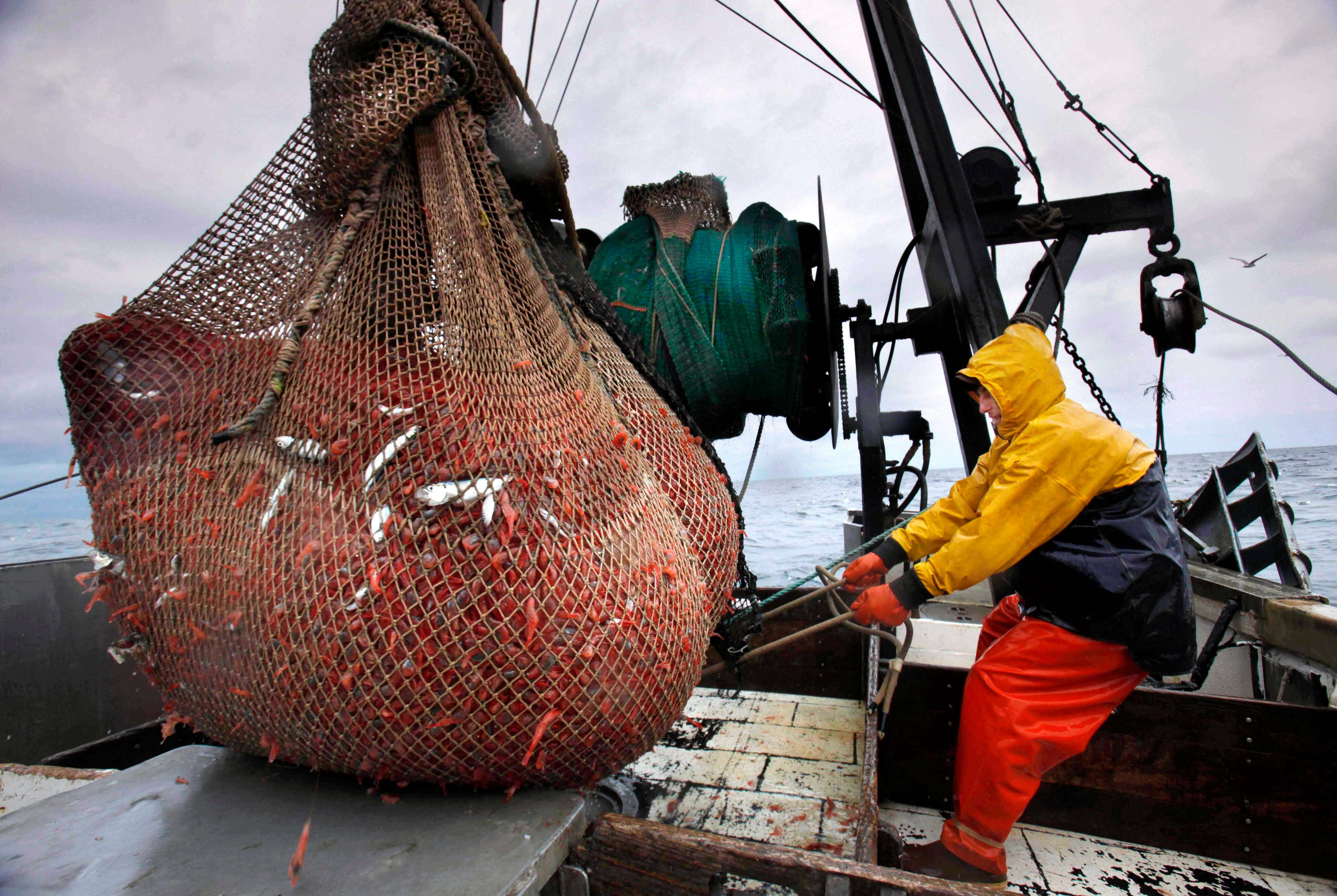 James Rich maneuvers a bulging net full of northern shrimp caught in the Gulf of Maine, Jan. 6, 2012.