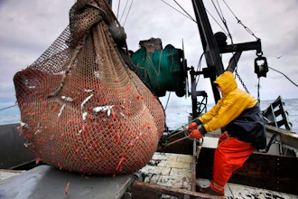 James Rich maneuvers a bulging net full of northern shrimp caught in the Gulf of Maine, Jan. 6, 2012.
