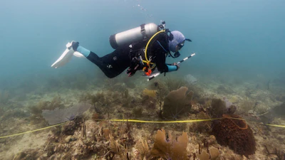 Estefany Vargas, laboratory coordinator at Fundemar, conducts observations and takes measurements on the physical state of corals in Bayahibe, Dominican Republic on Oct. 17, 2025.