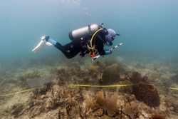 Estefany Vargas, laboratory coordinator at Fundemar, conducts observations and takes measurements on the physical state of corals in Bayahibe, Dominican Republic on Oct. 17, 2025.