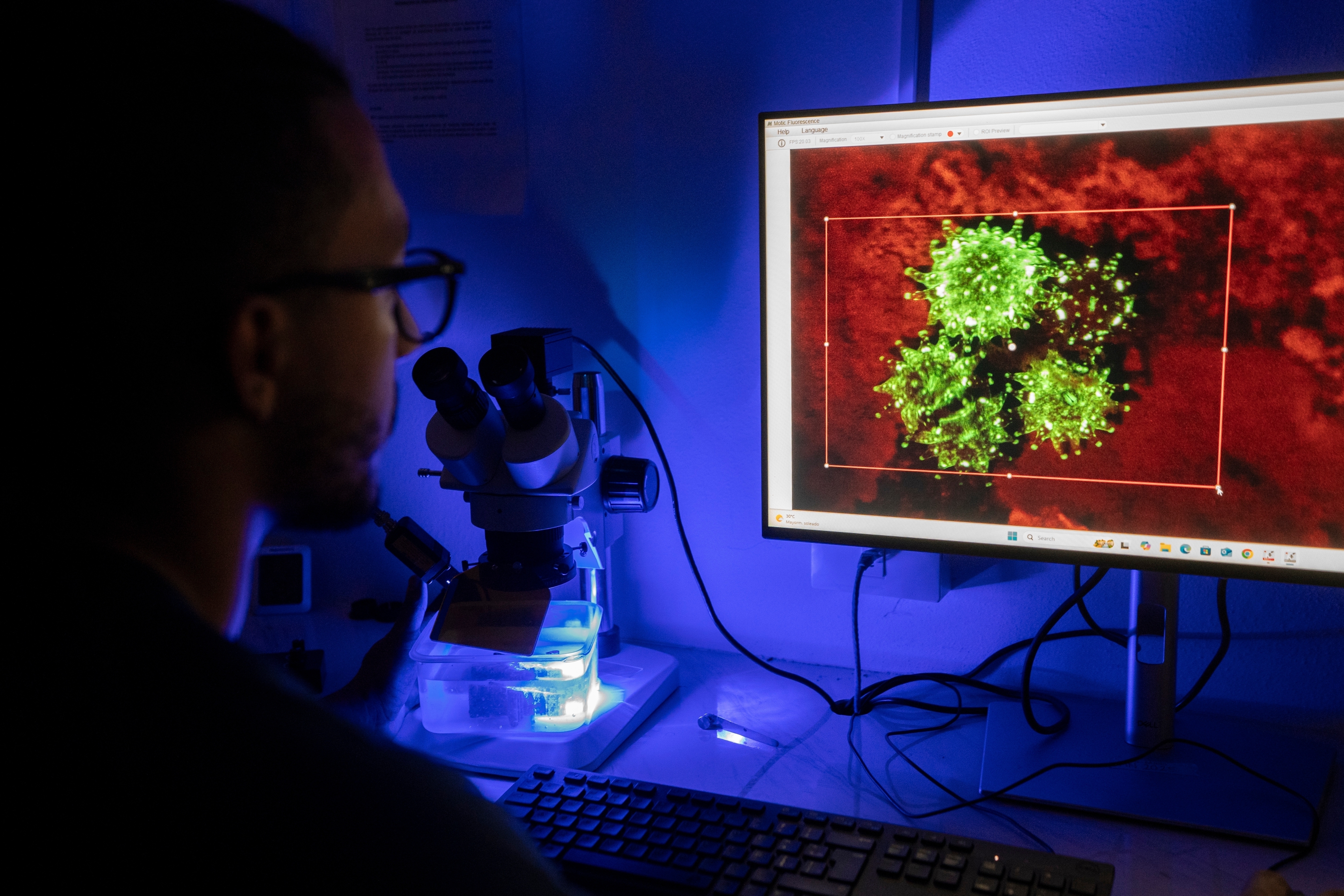 A microscopic view of brain corals is displayed, visible under ultraviolet light as they grow on a piece of ceramic, at Fundemar's laboratory in Bayahibe, Dominican Republic on Oct. 17, 2025.