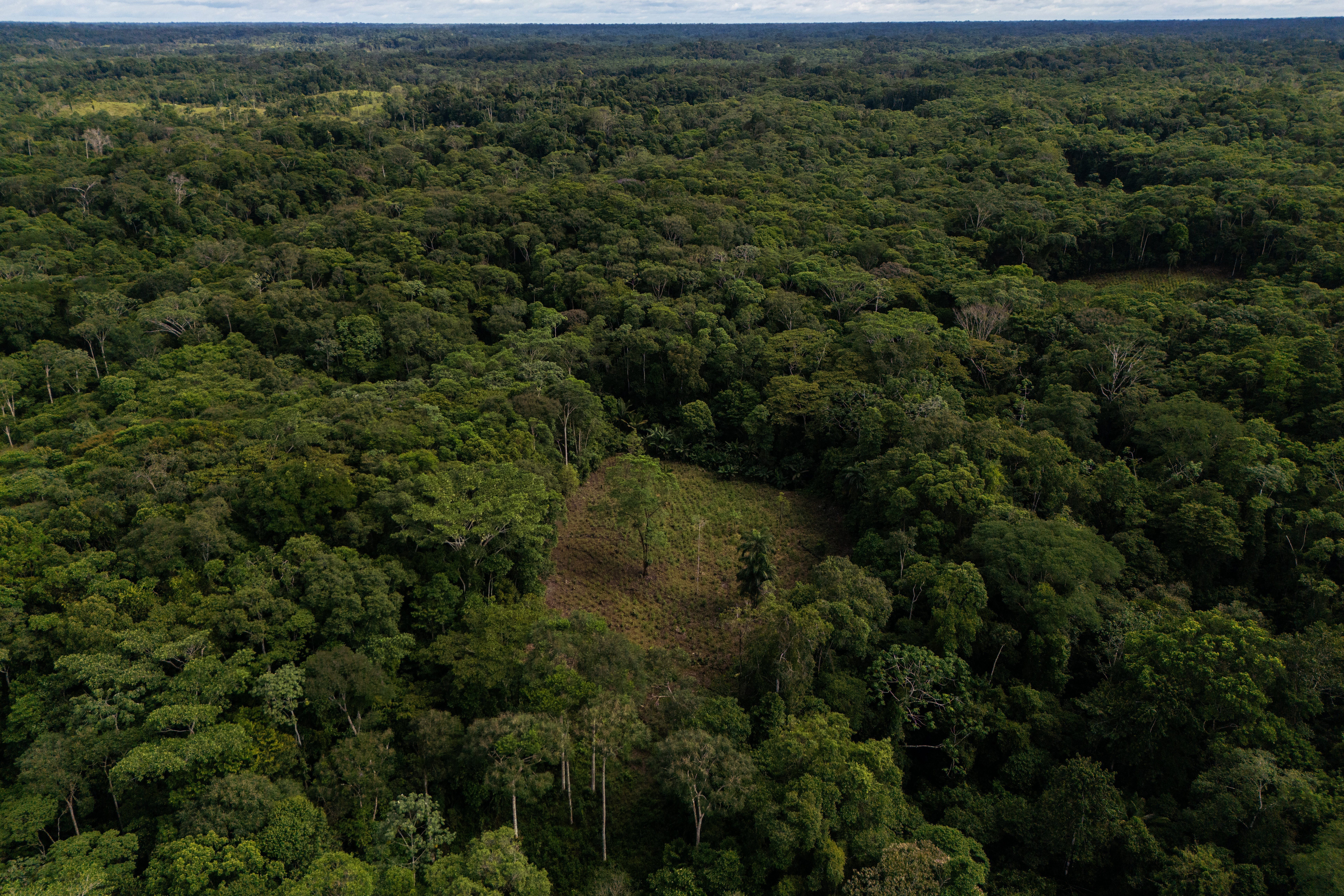 A coca crop is visible on the outskirts of Puerto Asis, Colombia, Nov. 26, 2025.
