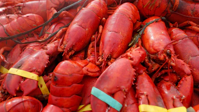 Lobsters are displayed on Sunday, Sept. 25, 2022, in Foxborough, Mass.