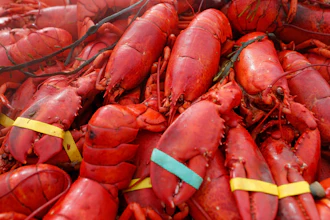 Lobsters are displayed on Sunday, Sept. 25, 2022, in Foxborough, Mass.