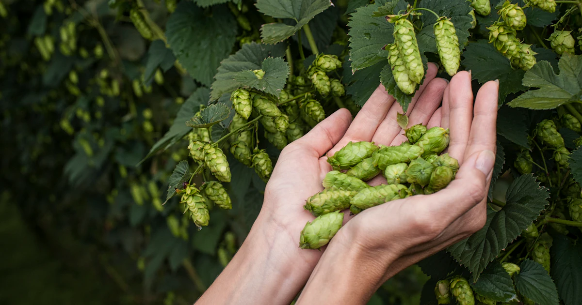 Hop Productions Process Technology Boosts Hop Production in Brazil and Paves the Way for New ...