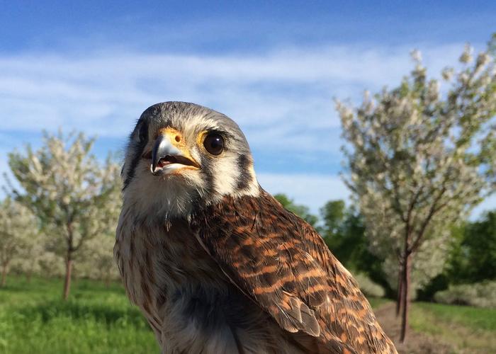 A female kestrel in a cherry orchard in northern Michigan.
