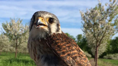 A female kestrel in a cherry orchard in northern Michigan.