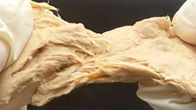 Fusarium venenatum