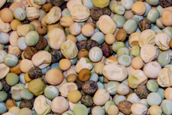 The Nordic gene bank, NordGen, contains almost 2,000 different types of peas.