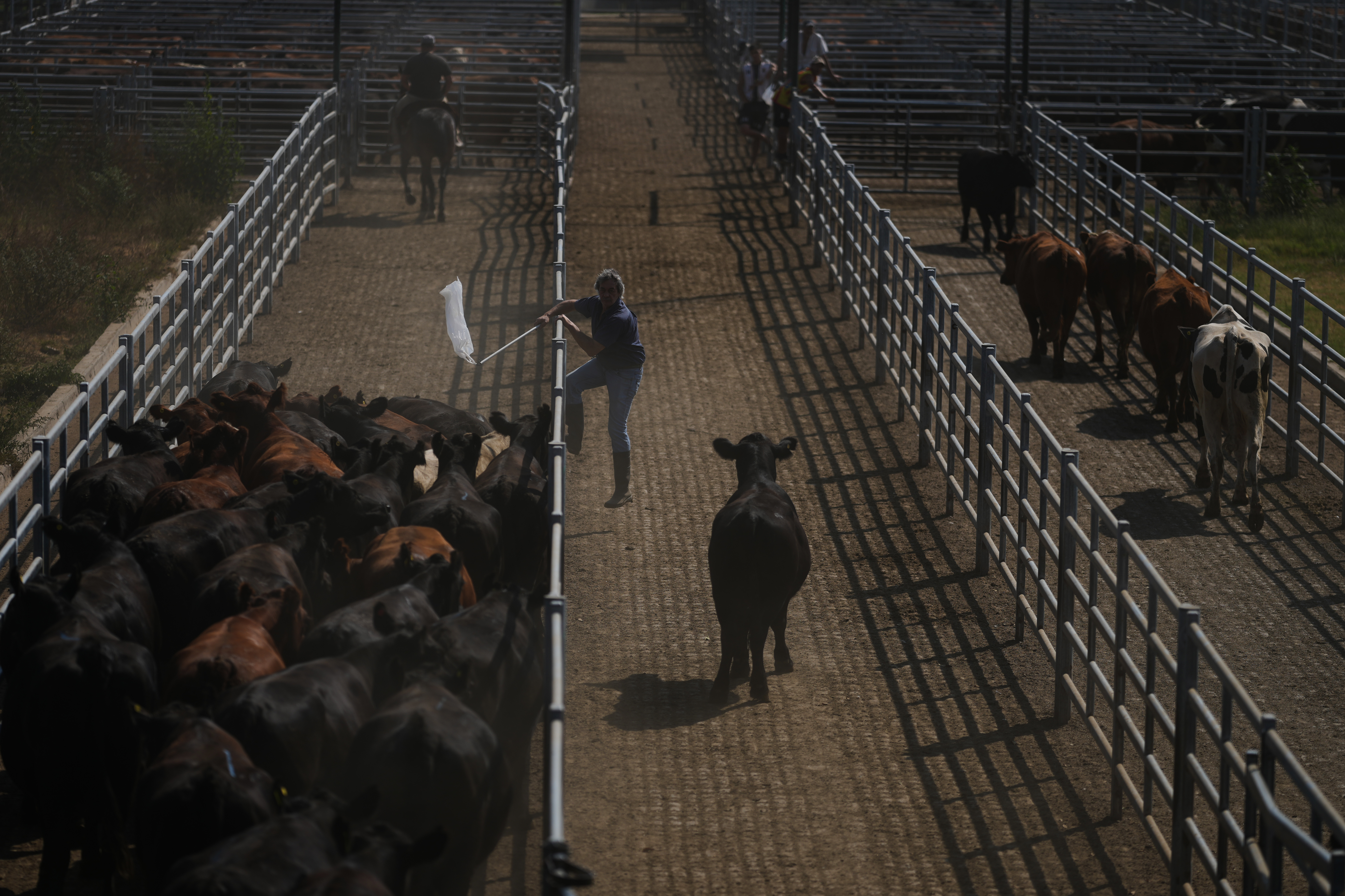 A worker moves cattle at the Agricultural and Livestock Market in Canuelas, Argentina, Jan. 13, 2026.