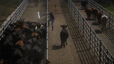 A worker moves cattle at the Agricultural and Livestock Market in Canuelas, Argentina, Jan. 13, 2026.