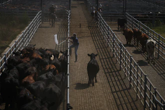 A worker moves cattle at the Agricultural and Livestock Market in Canuelas, Argentina, Jan. 13, 2026.