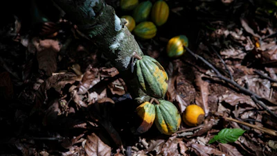 Cocoa pods hang on a tree in Divo, Ivory Coast, Nov. 19, 2023.