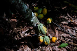 Cocoa pods hang on a tree in Divo, Ivory Coast, Nov. 19, 2023.