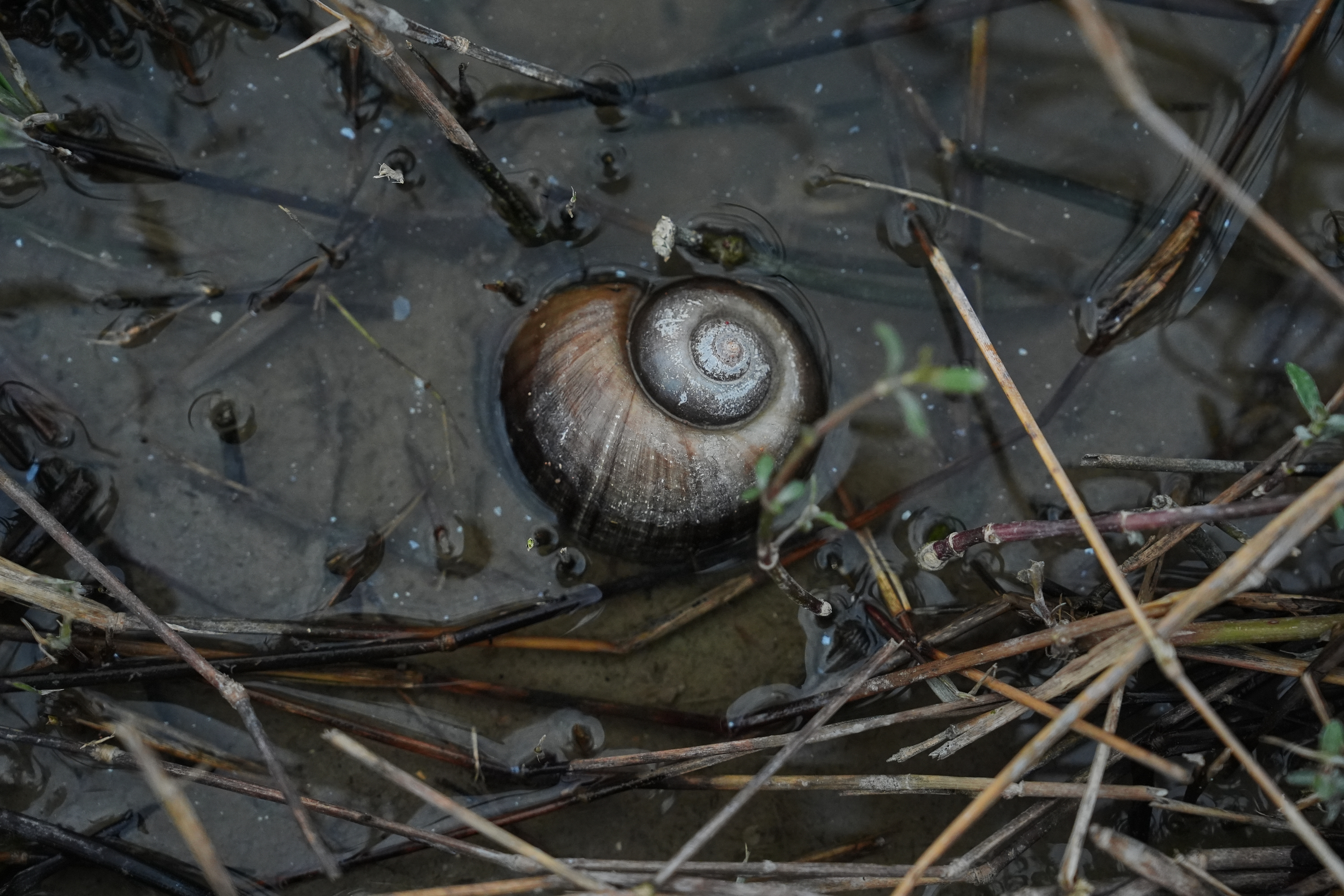 An apple snail in a drainage ditch near a crawfish pond in Kaplan, La., Jan. 21, 2026.