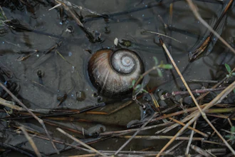 An apple snail in a drainage ditch near a crawfish pond in Kaplan, La., Jan. 21, 2026.