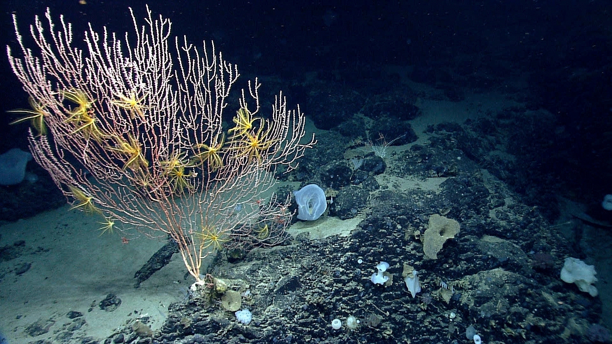 Corals on Mytilus Seamount off the coast of New England during the Northeast U.S. Canyons Expedition 2013.