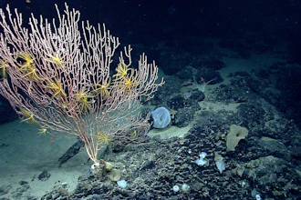 Corals on Mytilus Seamount off the coast of New England during the Northeast U.S. Canyons Expedition 2013.