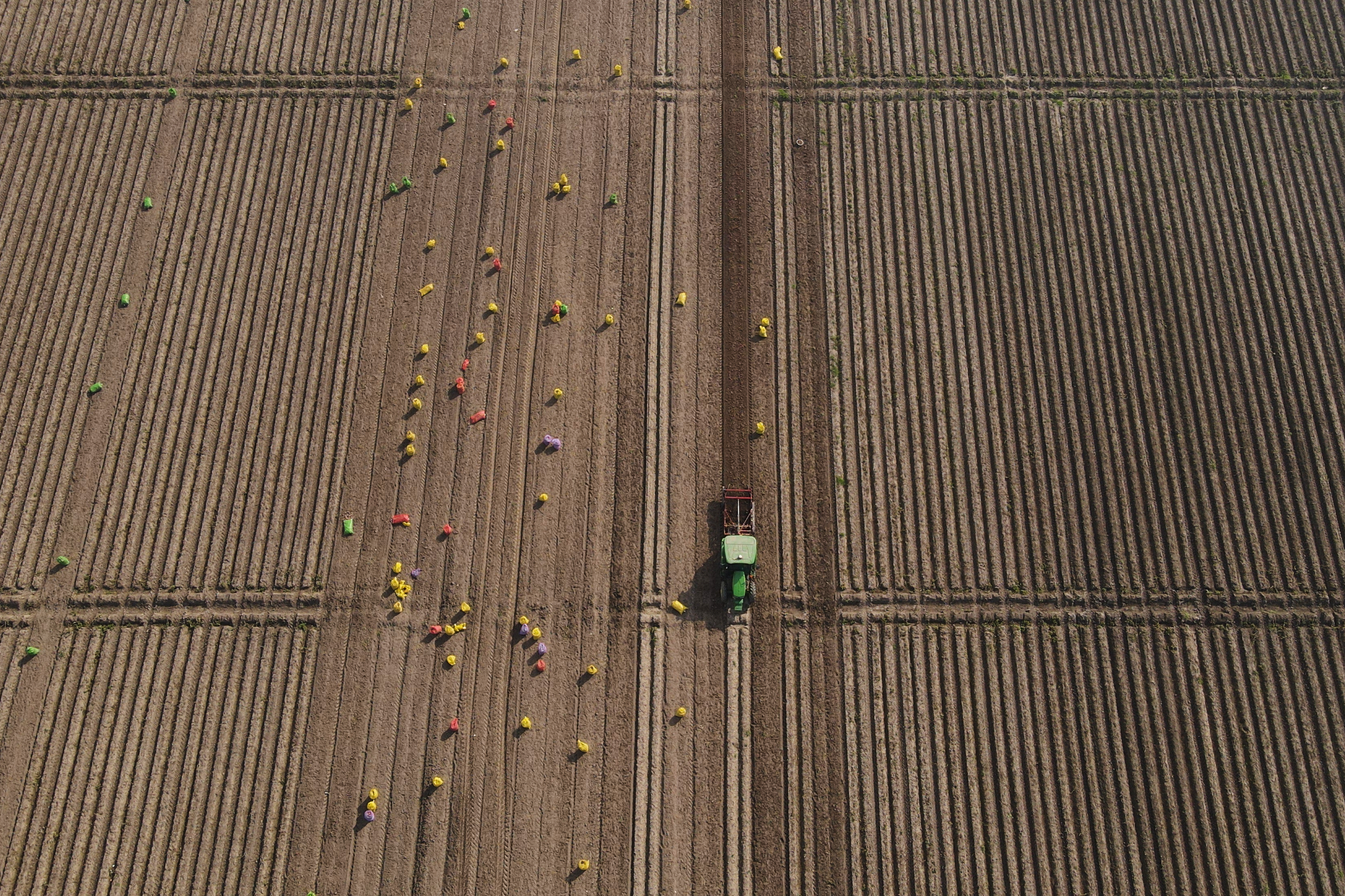 Workers follow an AI-operated driverless tractor harvesting potatoes at Bir Virk's farm near Karnal, India, Feb. 10, 2026.