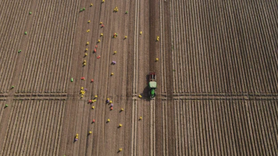 Workers follow an AI-operated driverless tractor harvesting potatoes at Bir Virk's farm near Karnal, India, Feb. 10, 2026.
