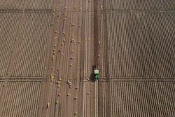 Workers follow an AI-operated driverless tractor harvesting potatoes at Bir Virk's farm near Karnal, India, Feb. 10, 2026.