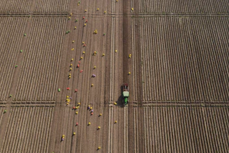 Workers follow an AI-operated driverless tractor harvesting potatoes at Bir Virk's farm near Karnal, India, Feb. 10, 2026.